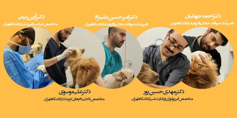 کلینیک دامپزشکی عاج